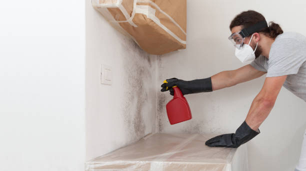 Professional Basement Mold Remediation technician working in Springfield, PA