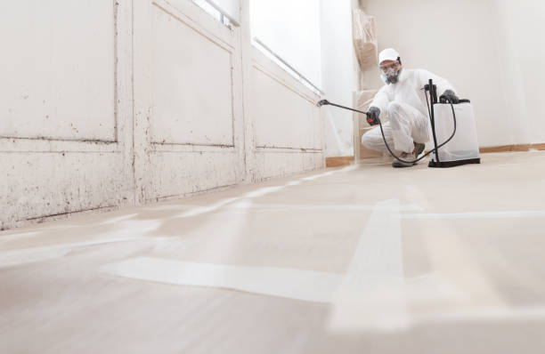 24/7 Emergency Basement Mold Remediation experts in Springfield, PA