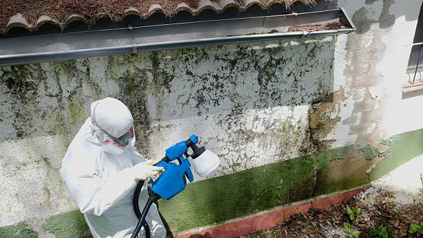 Top rated local Basement Mold Remediation specialists in Springfield, PA